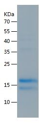 Recombinant Mouse CTGF