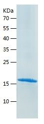    Adenosine Receptor A2a / Recombinant Human Adenosine Receptor A2a