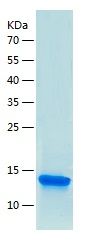    CTGF / Recombinant Human CTGF