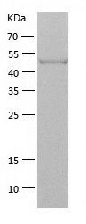    SHC / Recombinant Human SHC