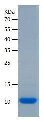    S100G / Recombinant Human S100G