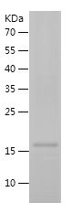    Caspase-1 / Recombinant Human Caspase-1