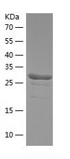    PBLD / Recombinant Human PBLD