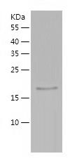    Peroxiredoxin 3 / Recombinant Human Peroxiredoxin 3