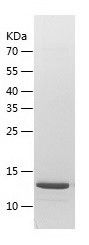    ATP5D / Recombinant Human ATP5D