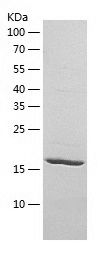 Recombinant Rat Lipocalin-2