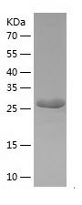    HLA F / Recombinant Human HLA F