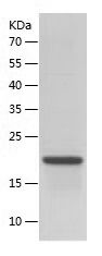    SR1 / Recombinant Human SR1