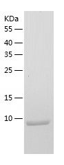 Recombinant Mouse S100A9