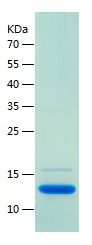 Recombinant Mouse DBI