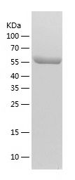    STIP1 / Recombinant Human STIP1