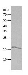    DCTD / Recombinant Human DCTD