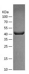    HPD / Recombinant Human HPD