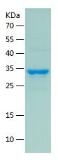    MRP1 / Recombinant Human MRP1