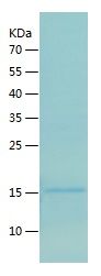 Recombinant Mouse Apolipoprotein CIII