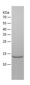 Recombinant Mouse MIF