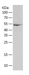    SHMT1 / Recombinant Human SHMT1