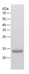    Profilin 2 / Recombinant Human Profilin 2