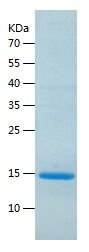    SAA4 / Recombinant Human SAA4