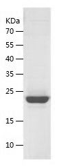 Recombinant Rat Peroxiredoxin 2