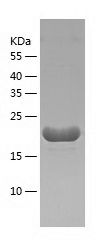 Recombinant Mouse KGF