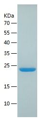    ARL3 / Recombinant Human ARL3