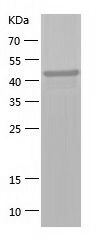    MEK2 / Recombinant Human MEK2