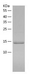    MTH1 / Recombinant Human MTH1