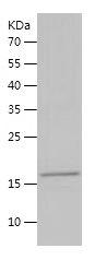 Recombinant Rat Alpha-synuclein