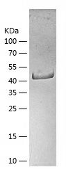    eIF4A3 / Recombinant Human eIF4A3