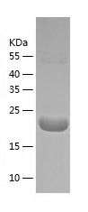    p21 / Recombinant Human p21