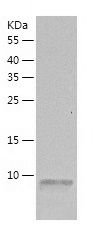 Recombinant Mouse SDF1 beta