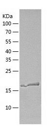    ARL1 / Recombinant Human ARL1