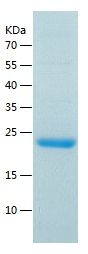    STAT3 / Recombinant Human STAT3