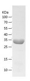    MDH2 / Recombinant Human MDH2