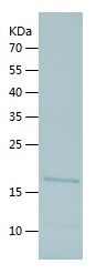    Id1 / Recombinant Human Id1