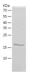    Phosphatase Inhibitor 2 / Recombinant Human Phosphatase Inhibitor 2