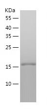    4-1BBL / Recombinant Human 4-1BBL