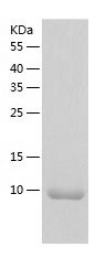    eIF1 / Recombinant Human eIF1