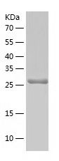    Cleaved Caspase-3 / Recombinant Human Cleaved Caspase-3