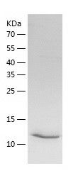    CDKN2A / Recombinant Human CDKN2A