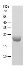    p18 INK4c / Recombinant Human p18 INK4c