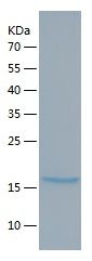 Recombinant Mouse REG1