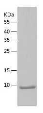    DCC / Recombinant Human DCC