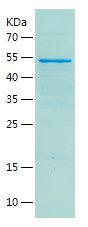    Visfatin / Recombinant Human Visfatin