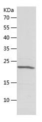    HP1 alpha / Recombinant Human HP1 alpha