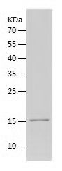    USP5 / Recombinant Human USP5