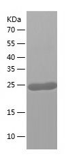 Recombinant Mouse Gstp2