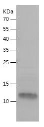    RPL27A / Recombinant Human RPL27A