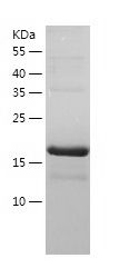    RPS10 / Recombinant Human RPS10